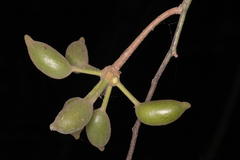 Polyalthia coffeoides
